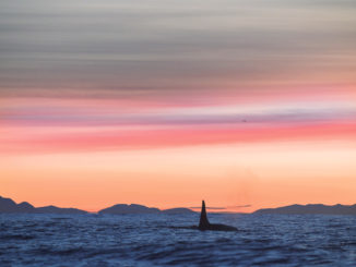 Expeditie Noorwegen, mee met de orka’s op haringjacht