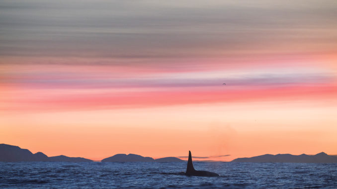 Orka---Noorwegen Expeditie Noorwegen, mee met de orka’s op haringjacht